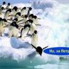 Пингвины Антарктиды …