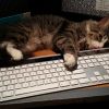 Кот на клавиатуре | …