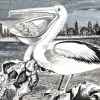 Истошный крик пеликанов